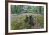 Original Deciduous Forest, Triebtal, Vogtland, Saxony, Germany-Falk Hermann-Framed Photographic Print