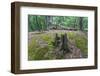 Original Deciduous Forest, Triebtal, Vogtland, Saxony, Germany-Falk Hermann-Framed Photographic Print