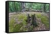 Original Deciduous Forest, Triebtal, Vogtland, Saxony, Germany-Falk Hermann-Framed Stretched Canvas