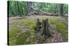 Original Deciduous Forest, Triebtal, Vogtland, Saxony, Germany-Falk Hermann-Stretched Canvas