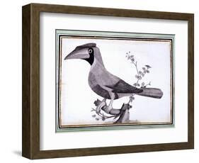 Original Drawings of Ornithology-Mathurin-Jacques Brisson-Framed Giclee Print