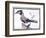 Original Drawings of Ornithology-Mathurin-Jacques Brisson-Framed Giclee Print