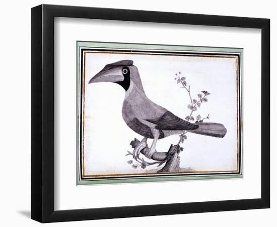 Original Drawings of Ornithology-Mathurin-Jacques Brisson-Framed Giclee Print