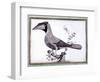 Original Drawings of Ornithology-Mathurin-Jacques Brisson-Framed Giclee Print