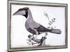 Original Drawings of Ornithology-Mathurin-Jacques Brisson-Mounted Giclee Print