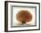 Original Drawings of Ornithology-Mathurin-Jacques Brisson-Framed Giclee Print