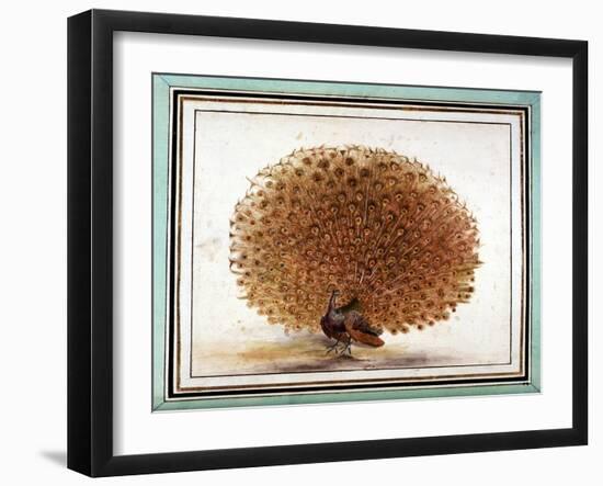 Original Drawings of Ornithology-Mathurin-Jacques Brisson-Framed Giclee Print