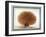 Original Drawings of Ornithology-Mathurin-Jacques Brisson-Framed Giclee Print