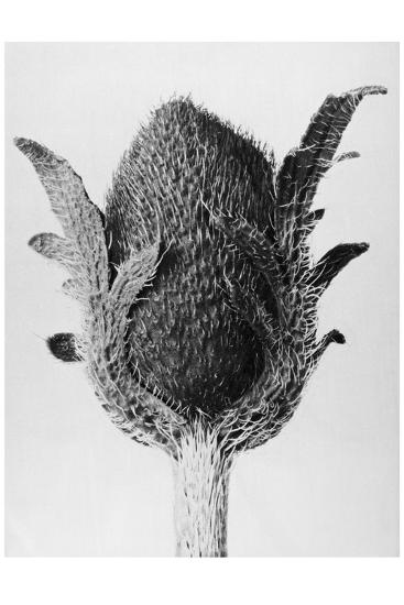 Original Forms of Art (Urformen Der Kunst), 1928: Orient Poppy, Flower ...