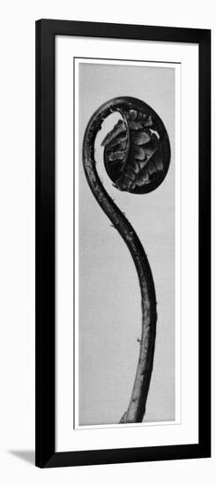 Original Forms of Art (Urformen Der Kunst), 1928: Polypod, Lacrosse (Tupfelfarn or Polypodium Aspid-null-Framed Giclee Print