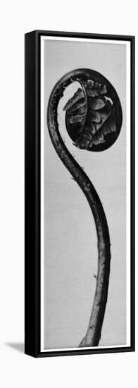 Original Forms of Art (Urformen Der Kunst), 1928: Polypod, Lacrosse (Tupfelfarn or Polypodium Aspid-null-Framed Stretched Canvas