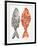 Original Indonesian Fish-Cat Coquillette-Framed Art Print