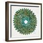 Original Peacock-Cat Coquillette-Framed Giclee Print