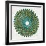 Original Peacock-Cat Coquillette-Framed Giclee Print