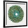 Original Peacock-Cat Coquillette-Framed Giclee Print