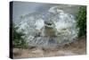 Orinoco Crocodile Female Jumping Out of Water-null-Stretched Canvas