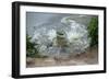 Orinoco Crocodile Female Jumping Out of Water-null-Framed Photographic Print