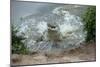 Orinoco Crocodile Female Jumping Out of Water-null-Mounted Photographic Print