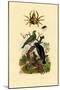 Oriol, 1833-39-null-Mounted Premium Giclee Print