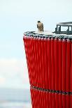 Peregrine falcon in flight, Port of Barcelona, Spain-Oriol Alamany-Photographic Print