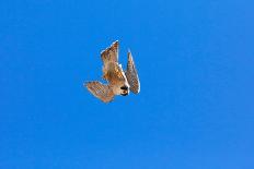 Peregrine falcon in flight over city, Sagrada Familia, Barcelona-Oriol Alamany-Photographic Print