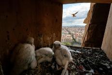 Himalayan Griffon in flight, Himachal Pradesh, India-Oriol Alamany-Photographic Print