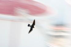 Himalayan Griffon in flight, Himachal Pradesh, India-Oriol Alamany-Framed Photographic Print