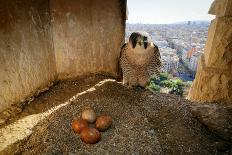 Peregrine falcon perched on top of mosaic tower, Sagrada Familia-Oriol Alamany-Photographic Print