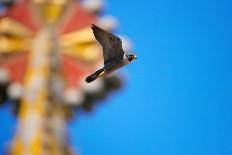 Peregrine falcon perched on top of nest box, Spain-Oriol Alamany-Photographic Print