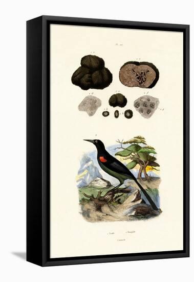 Oriole, 1833-39-null-Framed Stretched Canvas