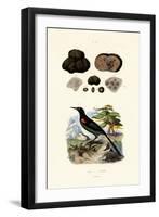 Oriole, 1833-39-null-Framed Giclee Print