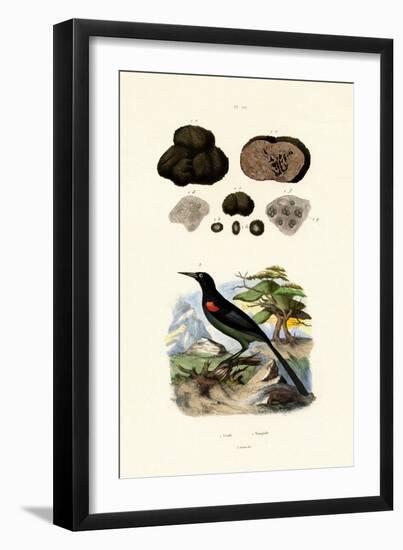 Oriole, 1833-39-null-Framed Giclee Print