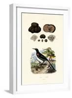 Oriole, 1833-39-null-Framed Giclee Print