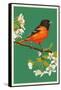 Oriole and Blossoms-Lantern Press-Framed Stretched Canvas