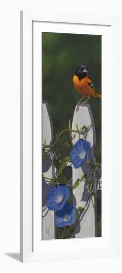 Oriole Morning Glories-Jeffrey Hoff-Framed Premium Giclee Print