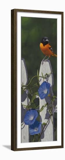 Oriole Morning Glories-Jeffrey Hoff-Framed Premium Giclee Print