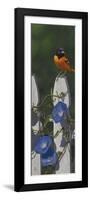 Oriole Morning Glories-Jeffrey Hoff-Framed Premium Giclee Print