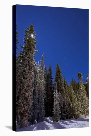 Orion Constellation Above Winter Pine Trees in Alberta, Canada-null-Stretched Canvas