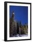 Orion Constellation Above Winter Pine Trees in Alberta, Canada-null-Framed Photographic Print