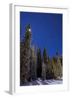 Orion Constellation Above Winter Pine Trees in Alberta, Canada-null-Framed Photographic Print