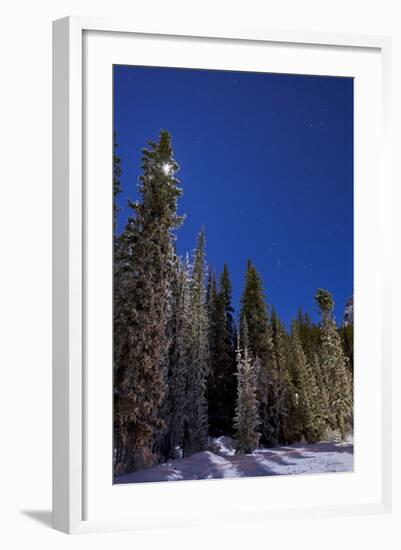 Orion Constellation Above Winter Pine Trees in Alberta, Canada-null-Framed Photographic Print