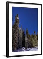 Orion Constellation Above Winter Pine Trees in Alberta, Canada-null-Framed Photographic Print