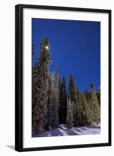 Orion Constellation Above Winter Pine Trees in Alberta, Canada-null-Framed Photographic Print