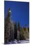 Orion Constellation Above Winter Pine Trees in Alberta, Canada-null-Mounted Photographic Print