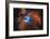 Orion Nebula Brilliant Space Galaxy Photo Poster-null-Framed Poster