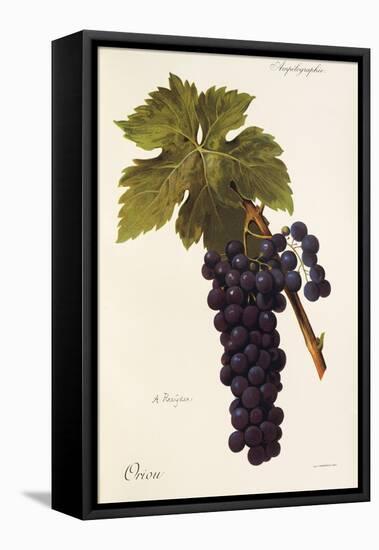 Oriou Grape-A. Kreyder-Framed Stretched Canvas