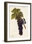 Oriou Grape-A. Kreyder-Framed Giclee Print