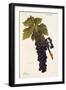 Oriou Grape-A. Kreyder-Framed Giclee Print