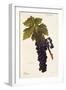 Oriou Grape-A. Kreyder-Framed Giclee Print