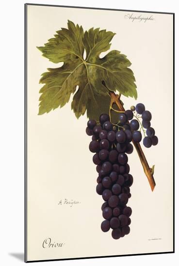 Oriou Grape-A. Kreyder-Mounted Giclee Print